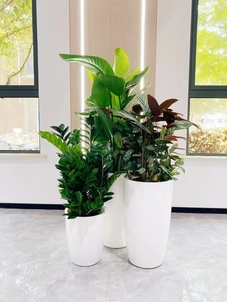 探秘宁波杭州湾专业花卉租赁，装点美好世界